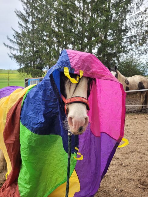 Mini Tinkerstute, Wiebke Weidner , Horses For Sale, Reichardtswerben, Image 6