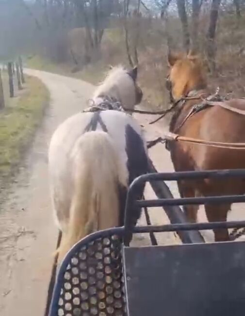 Mini Tinkerstute, Wiebke Weidner , Horses For Sale, Reichardtswerben, Image 7