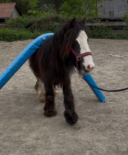 Mini Tinker Stute Tinkerstute 2 jährig, Jenny, Horses For Sale, Velbert, Image 4