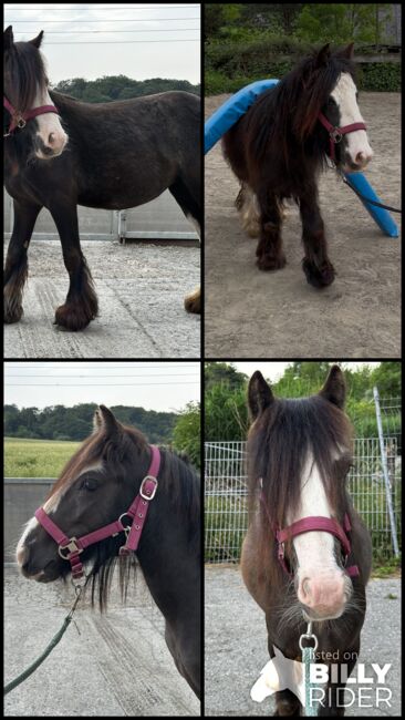 Mini Tinker Stute Tinkerstute 2 jährig, Jenny, Horses For Sale, Velbert, Image 7