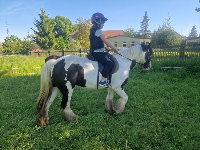 Mini Tinkerstute, Wiebke Weidner , Horses For Sale, Reichardtswerben, Image 2