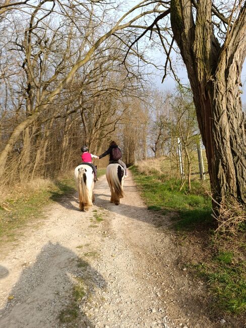 Mini Tinkerstute, Wiebke Weidner , Horses For Sale, Reichardtswerben, Image 8