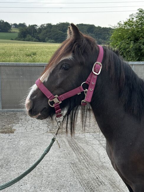 Mini Tinker Stute Tinkerstute 2 jährig, Jenny, Horses For Sale, Velbert, Image 2