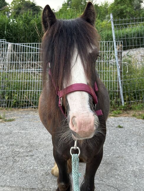 Mini Tinker Stute Tinkerstute 2 jährig, Jenny, Horses For Sale, Velbert, Image 3