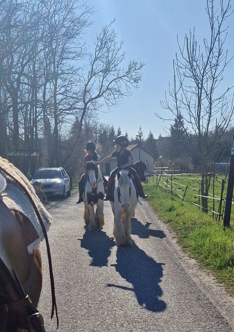 Mini Tinkerstute, Wiebke Weidner , Horses For Sale, Reichardtswerben, Image 5