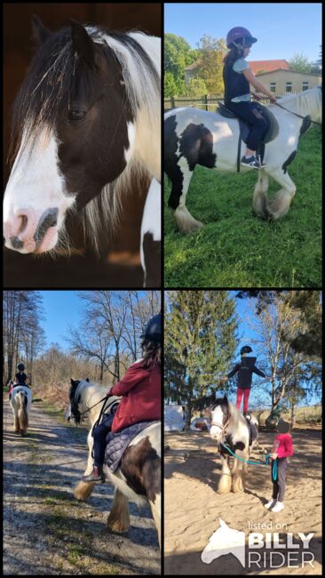 Mini Tinkerstute, Wiebke Weidner , Horses For Sale, Reichardtswerben, Image 11
