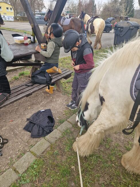 Mini Tinkerstute, Wiebke Weidner , Horses For Sale, Reichardtswerben, Image 9