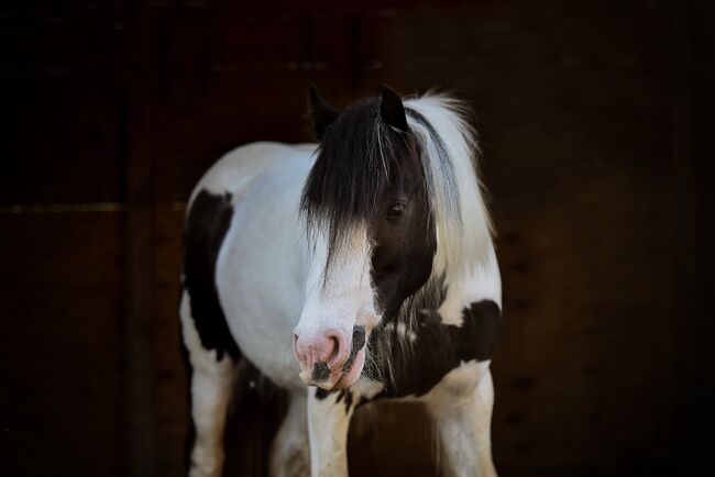 Mini Tinkerstute, Wiebke Weidner , Horses For Sale, Reichardtswerben, Image 10