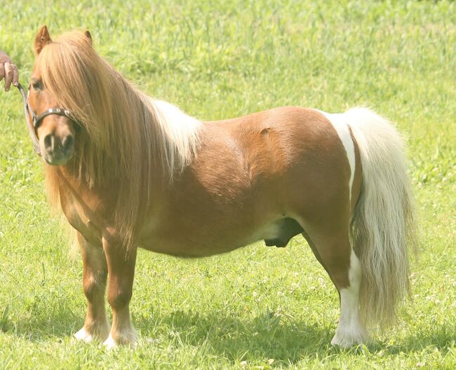Minipferd (80 cm), 18-jähriger Wallach, Daphne Goedee , Horses For Sale, Medina 