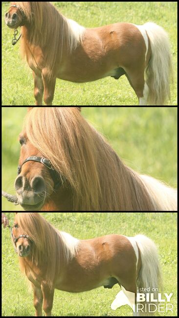 Minipferd (80 cm), 18-jähriger Wallach, Daphne Goedee , Horses For Sale, Medina , Image 4