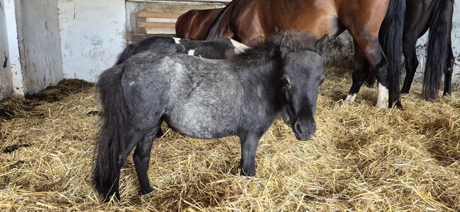 Miniatur Stute Farbwechsler, Marita Sedlaczek, Horses For Sale, Colditz