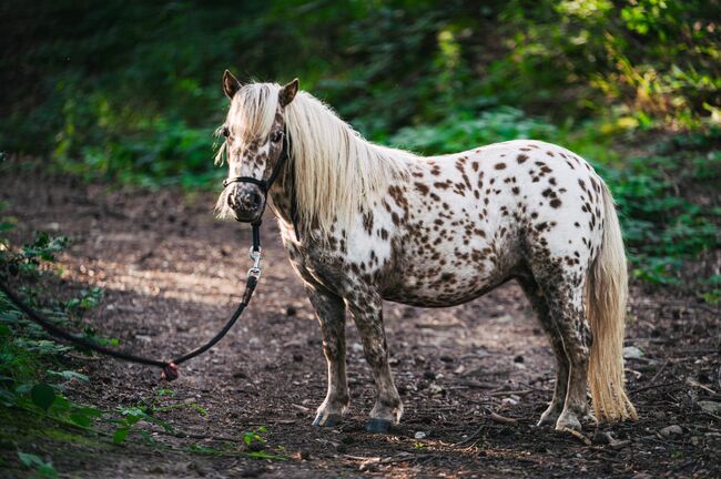 Miniatur Therapiepferd, Isa, Horses For Sale, Mechernich, Image 7