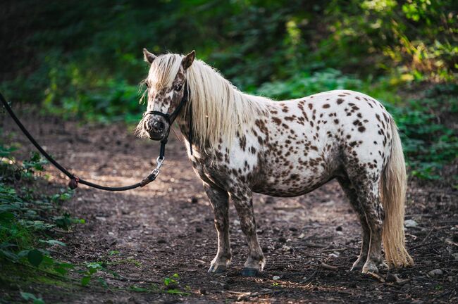 Miniatur Therapiepferd, Isa, Horses For Sale, Mechernich, Image 6