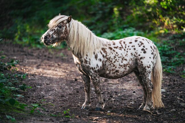 Miniatur Therapiepferd, Isa, Horses For Sale, Mechernich, Image 6