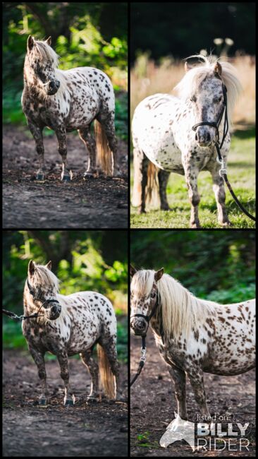 Miniatur Therapiepferd, Isa, Horses For Sale, Mechernich, Image 8