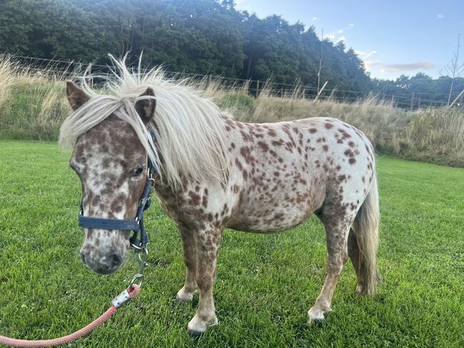 Minipferd, Isa, Horses For Sale, Mechernich