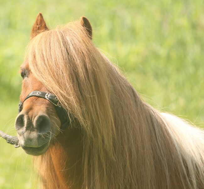 Minipferd (80 cm), 18-jähriger Wallach, Daphne Goedee , Horses For Sale, Medina , Image 2