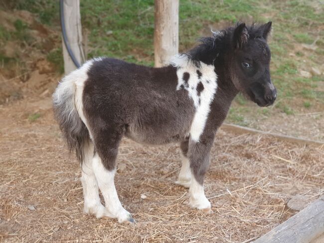 MINISHETLANDPONY STUTFOHLEN, Stefanie Klug, Horses For Sale, Deutschlandsberg