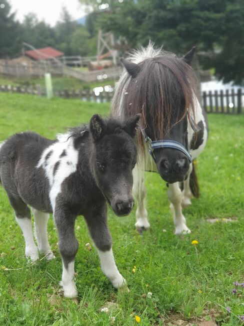 MINISHETLANDPONY STUTFOHLEN, Stefanie Klug, Horses For Sale, Deutschlandsberg, Image 3