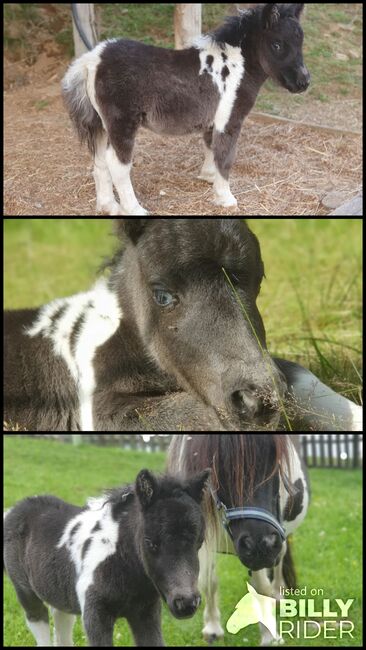 MINISHETLANDPONY STUTFOHLEN, Stefanie Klug, Horses For Sale, Deutschlandsberg, Image 4