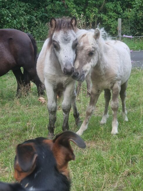 Minishetty Hengstfohlen Mushroomfalbe, Nadine  (Shettyzucht Frechdachs ), Horses For Sale, Heringen, Image 4