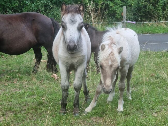 Minishetty Hengstfohlen Mushroomfalbe, Nadine  (Shettyzucht Frechdachs ), Horses For Sale, Heringen, Image 2