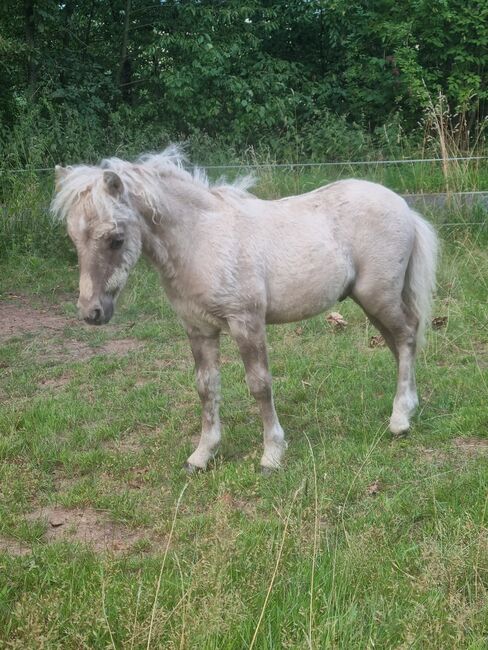 Minishetty Hengstfohlen Mushroomfalbe, Nadine  (Shettyzucht Frechdachs ), Horses For Sale, Heringen