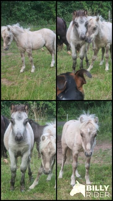 Minishetty Hengstfohlen Mushroomfalbe, Nadine  (Shettyzucht Frechdachs ), Horses For Sale, Heringen, Image 5