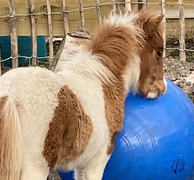 Minishetty-Stutfohlen, Privat, Horses For Sale, Burg, Image 4