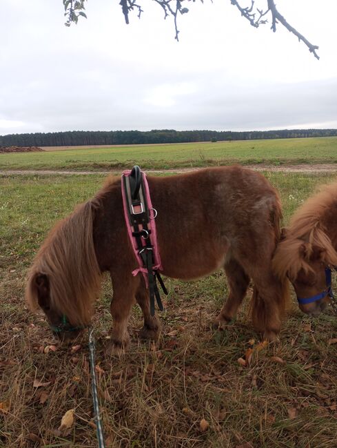 Minishetty Wallach 3jährig, R.J., Horses For Sale, Friedland, Image 2