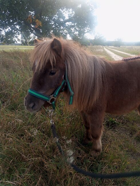 Minishetty Wallach 3jährig, R.J., Horses For Sale, Friedland, Image 3