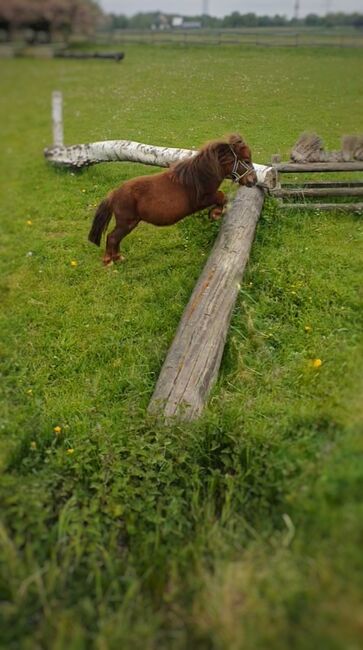 Minishetty Wallach 7j., Tatjana, Horses For Sale, Ahlen, Image 3