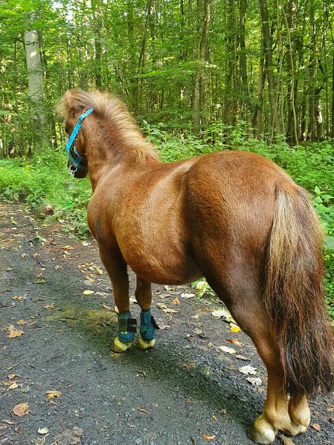 Minishetty Wallach 7j., Tatjana, Horses For Sale, Ahlen, Image 4