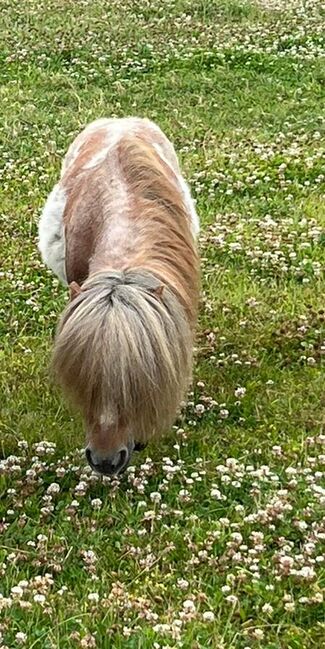 Minishetty Hengst "Elvis the King", Julia Dickhäuser , Pferd kaufen, Fröndenberg