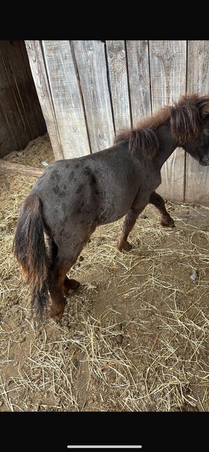 Minishetty Hengst, Madlen, Horses For Sale, Steyregg, Image 2