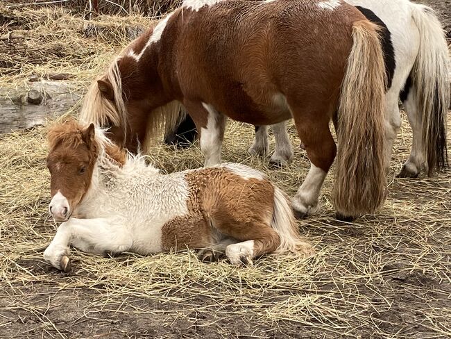 Minishettyhengst, Privat, Horses For Sale, Burg, Image 3