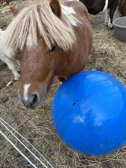 Minishettyhengst, Privat, Horses For Sale, Burg, Image 4