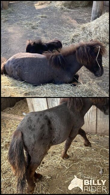 Minishetty Hengst, Madlen, Horses For Sale, Steyregg, Image 3