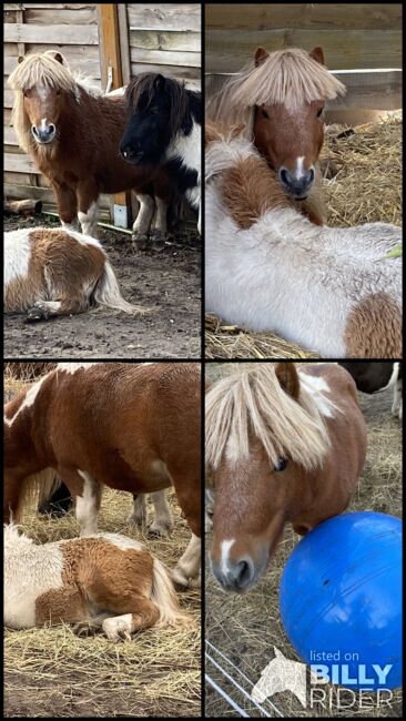 Minishettyhengst, Privat, Horses For Sale, Burg, Image 5