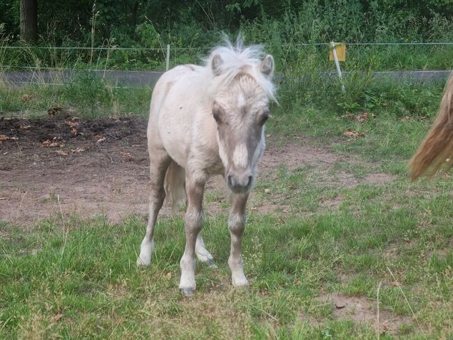 Minishetty Hengstfohlen Mushroomfalbe, Nadine  (Shettyzucht Frechdachs ), Horses For Sale, Heringen, Image 3