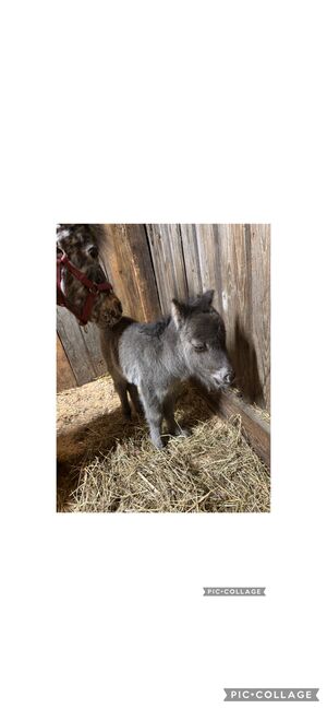 Minishetty Deckhengst Polarstern, Madlen, Horses For Sale, Steyregg, Image 4