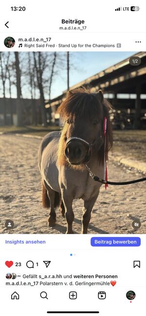 Minishetty Deckhengst Polarstern, Madlen, Horses For Sale, Steyregg