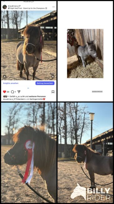 Minishetty Deckhengst Polarstern, Madlen, Horses For Sale, Steyregg, Image 5