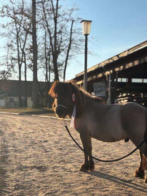 Minishetty Deckhengst Polarstern, Madlen, Horses For Sale, Steyregg, Image 2