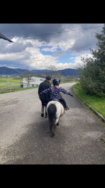 Minishetty, Bianca, Horses For Sale, Attersee, Image 4