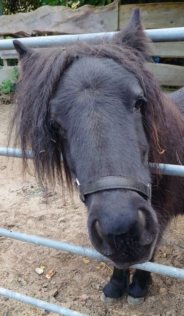 Minishettystute, Barbara Eickmann , Horses For Sale, Eldingen 