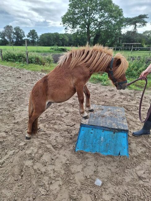 Minishetty Wallach 2.J., Tanja , Horses For Sale, Wtm/Leerhafe 