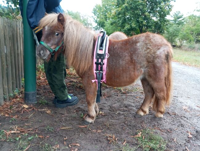 Minishetty Wallach 3jährig, R.J., Horses For Sale, Friedland