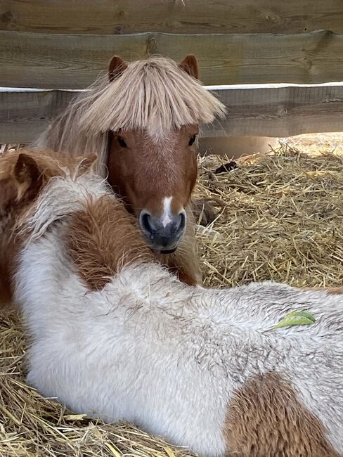 Minishettyhengst, Privat, Horses For Sale, Burg, Image 2