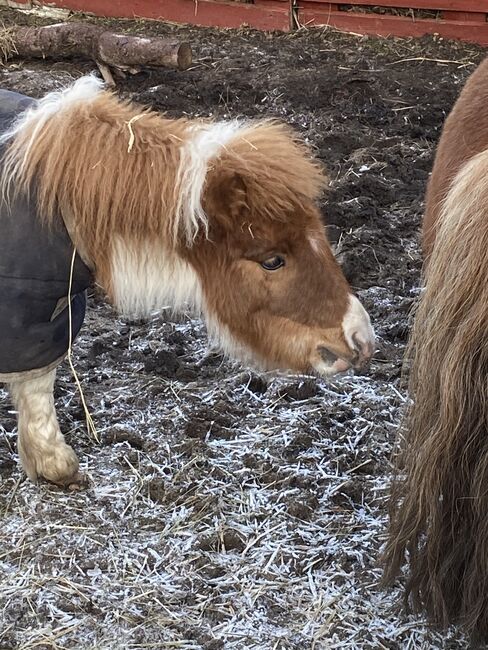 Minishetty-Stutfohlen, Privat, Horses For Sale, Burg, Image 3